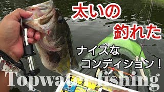 【カヤックトップウォーター】【利根川水系】フローターマンM.Jさんが目の前で雷魚を釣ったので火がついたKj一級ポイントでラインスラックさんのセビレを投げたら喰われちゃいました!