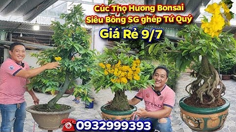 Chợ Mai 9/7☎️0932999393👉🏻Cúc Thọ Hương Bonsai🌟Siêu Bông Sài Gòn ghép tứ quý🌞CS Cần Thơ HG