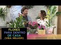 Flores Para Dentro de Casa - Dicas no Programa Vida Melhor