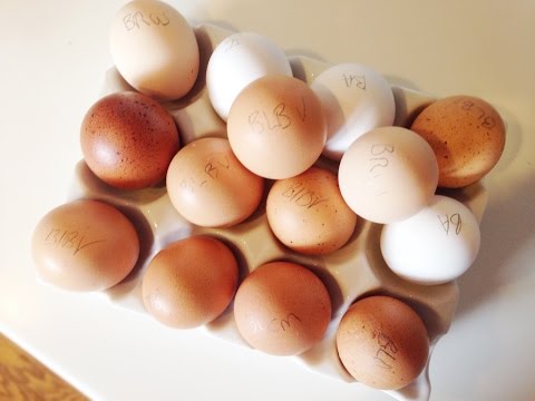 How to Hatch Chicken Eggs: Urban Chicken Farming with Pretty Prudent