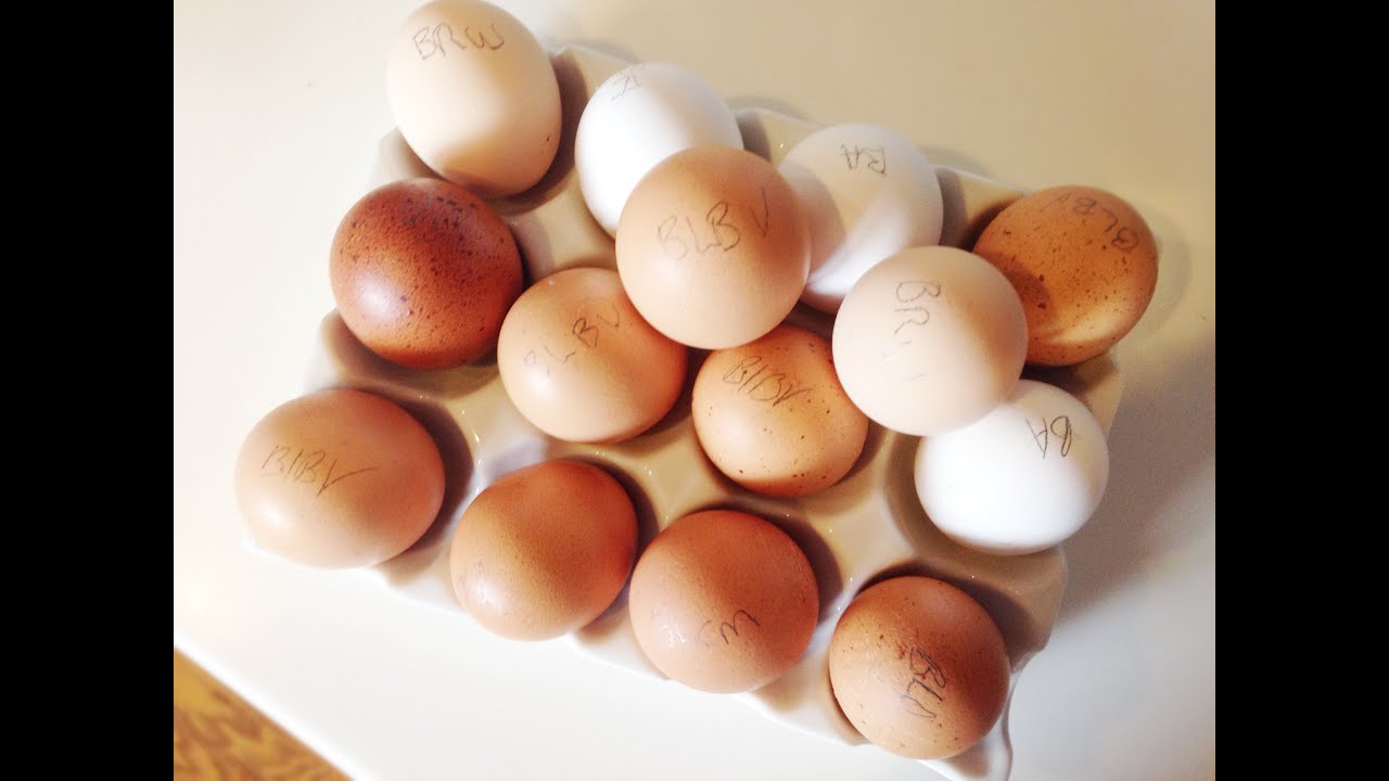 How to Hatch Chicken Eggs: Urban Chicken Farming with Pretty Prudent