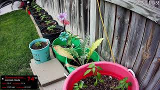 Watch our Garden Grow-Garlic and Chives and Broccoli- 05/16
