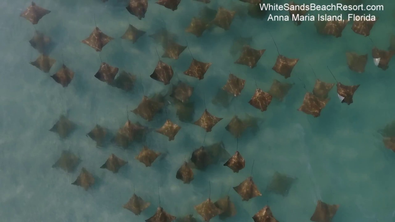 Rays off of Anna Maria Island Florida Part 3 YouTube