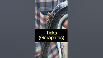 When a Snake Has Ticks ....