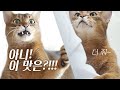 ENG) 마일로! 드디어 고양이 사료 광고모델 전격 데뷔!! ( 감사합니다 ㅠㅠ 욕실인트로 있어요)