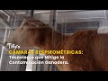Cámaras Respirométricas: Tecnología Mitiga Contaminación Ganadera - TvAgro por Juan Gonzalo Angel