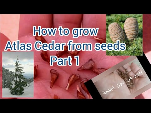 How to grow Atlas cedar from the seeds?  Part 1