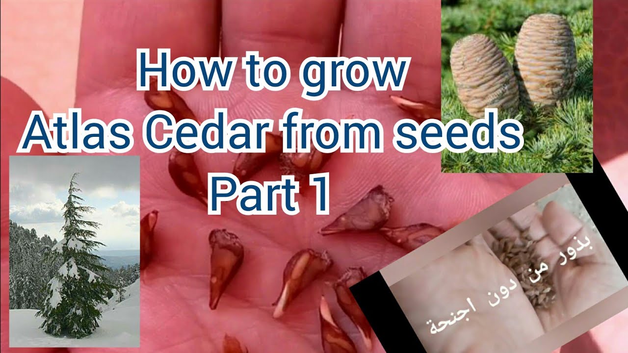 How To Grow Atlas Cedar From The Seeds Part 1 YouTube