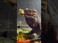 Ragnar disfrutando su plátano #foryou #shortvideos #animals #animales #reptiles #viral #reels