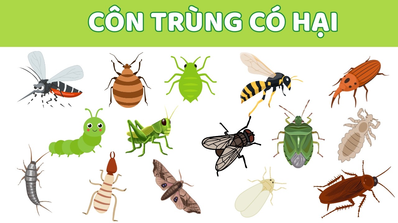 Khám phá côn trùng có hại 🐜🦟| Muỗi, Gián, Mối, Châu Chấu | Video giáo dục cho bé
