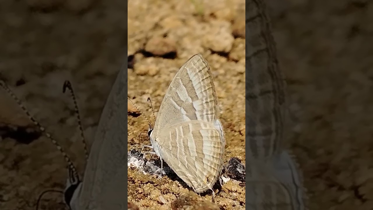 The Four Line Blue Mud-puddling CloseUp at Panchavati Butterfly Park
