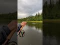 Именно за это я люблю рыбалку 🔥🔥. I love Fly Fishing 🔥🔥 #flyfishing #fishing #salmon #хариус