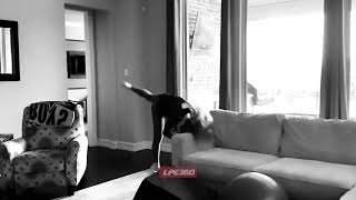 Girl fails to flip onto a couch