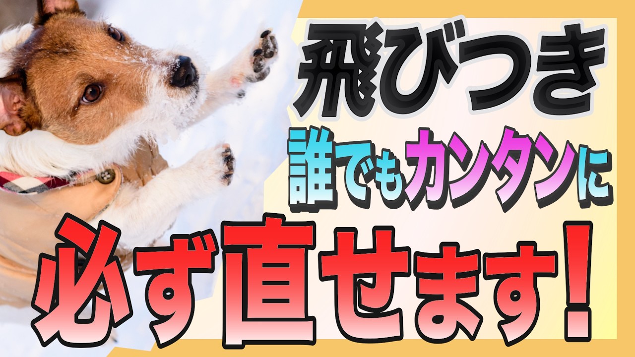 How to fix your dog's jumping habit today - YouTube