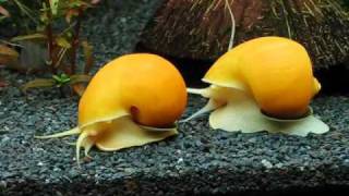 Apple snail, appelslak, Pomacea canaliculata