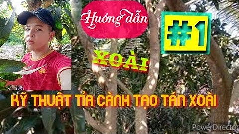 Hướng Dẫn Cắt Tỉa Cành Tạo Tán Cho Xoài Sau Khi Thu Hoạch |Pruning Techniques To Create Mango Canopy