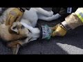 Fire brigade launch trial of oxygen masks for animals. Fire brigade launch trial of oxygen masks for animals.