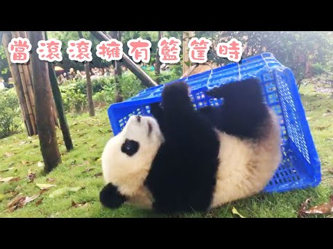《熊貓早晚安》當滾滾擁有籃筐時 | iPanda熊貓頻道