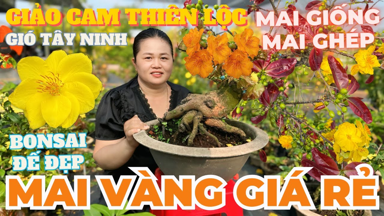 09-03 CHỊ THANH TRÀ Giao Lưu Mai Vàng Giá Rẻ, Giảo Cam Thiên Lộc, Gió Tây Ninh, Giảo Ông Thầy...