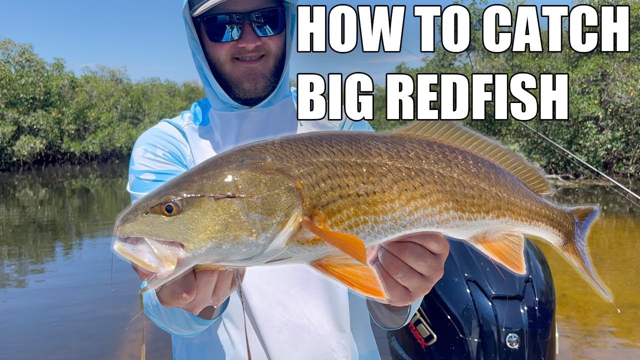 Live Pin Fish Rig How To Catch Redfish Fishing In Tampa Bay With LIVE Pinfish - YouTube