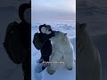 I Saved a Polar Bear Cub from a SHARK, 2 Weeks Later She Came Back... 😭💔