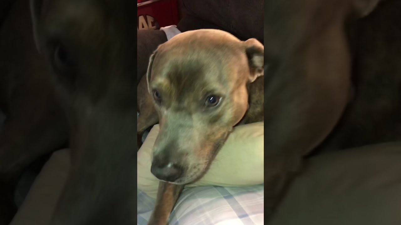 Stevie Ray Texas Blue Lacy 