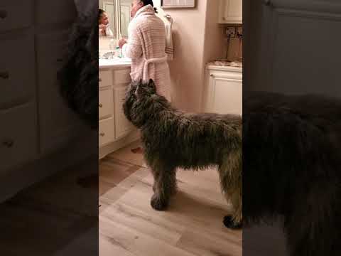 Video: DIY koera hambapasta