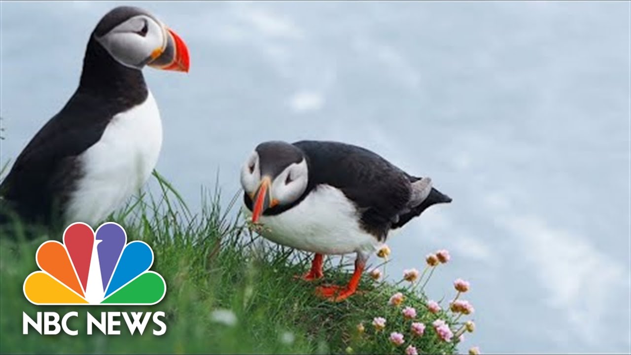 TIME for Kids  Puffins on the Rise