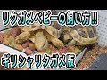 リクガメベビーの飼い方！！（甲長８センチ未満、ギリシャリクガメベビー版）