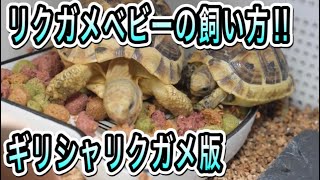 リクガメベビーの飼い方！！（甲長８センチ未満、ギリシャリクガメベビー版）