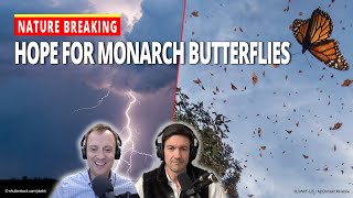 Monarch Butterflies: Their Epic Migration & Hope for a Species in Decline