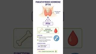 Parathyroid Hormone (PTH) | Calcium Regulation | Easy Biology 🦴 #parathyroid #thelifescienceeducator