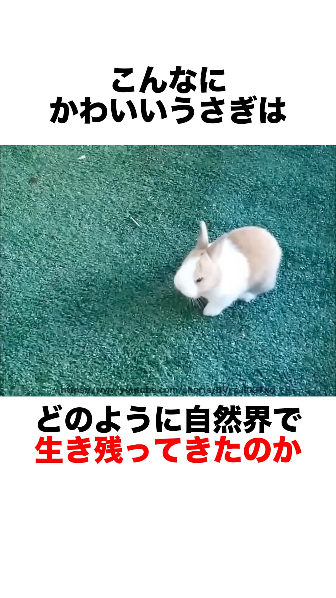 The behavior of rabbits in the wild - YouTube