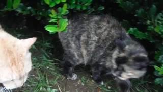 DSCF4792
