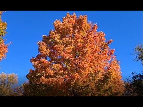 The Most Amazing Sugar Maple I Have Ever Seen!