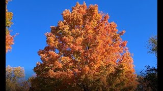 The Most Amazing Sugar Maple I Have Ever Seen!
