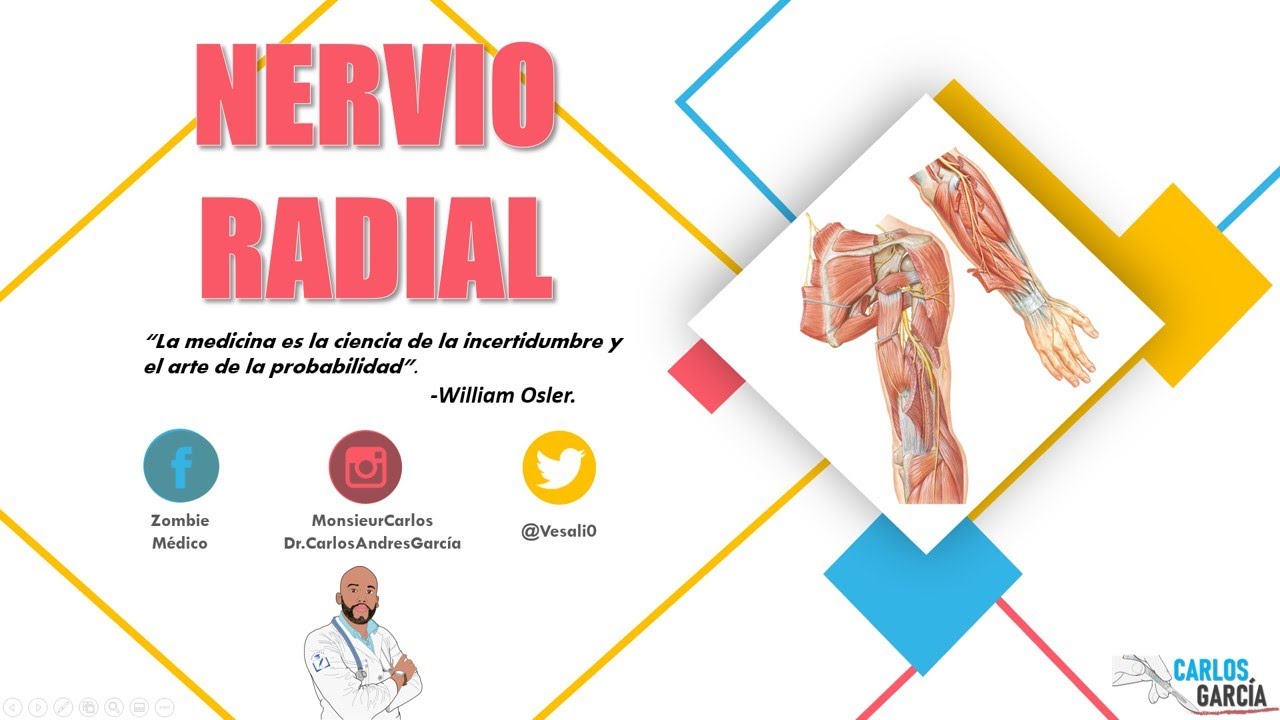 Anatomía - Nervio Radial (Trayecto, Ramos y Lesión) garcía lópez de cárdenas