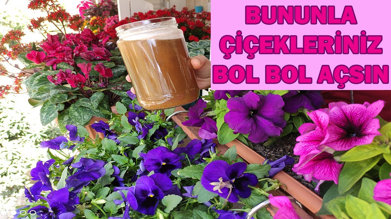 ÇİÇEK AÇTIRAN BOMBA TARİF, MUZ KABUĞU İLE ÇİÇEK COŞTURAN, EV YAPIMI ÇİÇEK COŞTURAN, BESİN,FERTİLİZER