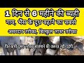 1 दिन से 6 महीने की ब्यही गाय भैंस के दूध कैसे बढ़ाएं| doodh badhaye|how to increase cow/Buffalo milk