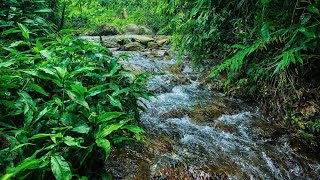 2 Hours Gentle River Sound Deep Sleep & Insomnia Relief | Relaxing Nature Water