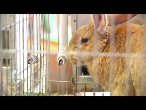 Video: Conejo siberiano