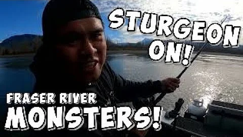 Fraser river Sturgeon fishing with Wild BC Fishing Adventures How to, tips, set up, bait & gear.