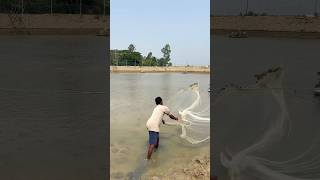 Vannamei Fish 🐟 Net Fishing 🎣 New Video Like Share Comment #fish #fishing #shorts