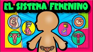 Aprende sobre el sistema reproductor femenino y sus cuidados👩‍🍼🍼