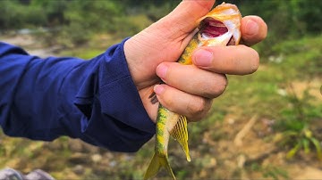 Câu lure cá mương. Một ngày đi câu mỏi tay , và cái kết thật tuyệt vời cho một chuyến đi.#caucasuoi