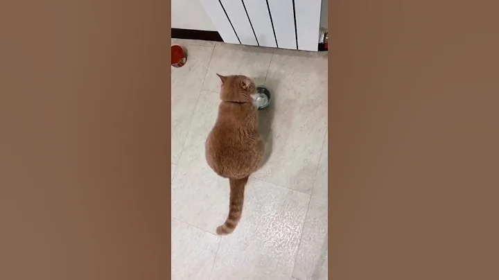 A cat who knocks bowls when hungry 2
