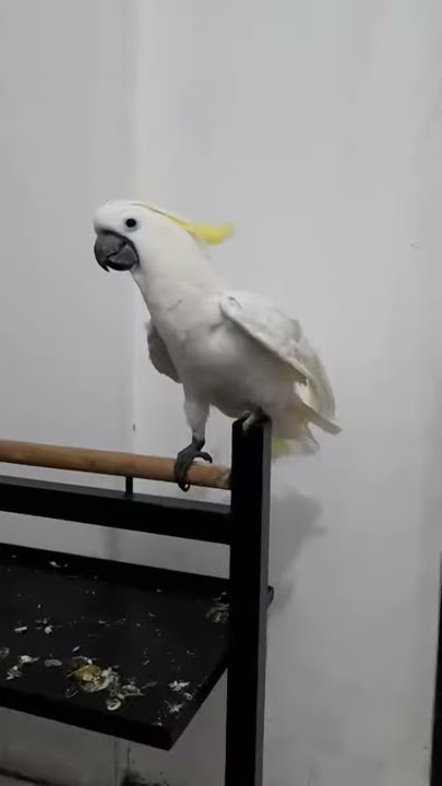 Burung Kakatua Suara Ayam Jago