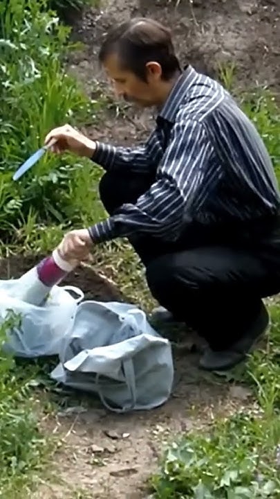 Неоднозначный слепыш - враг на огороде, помощник в городе - YouTube