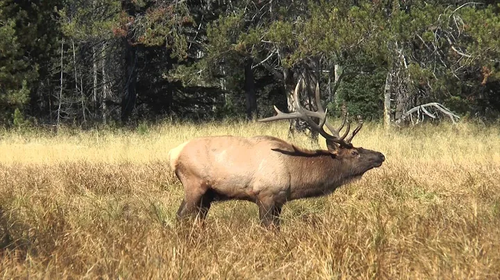 Bull Elk at a Wallow