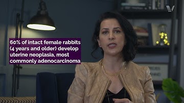 Rabbit Course: Elective ovariohysterectomy in rabbits